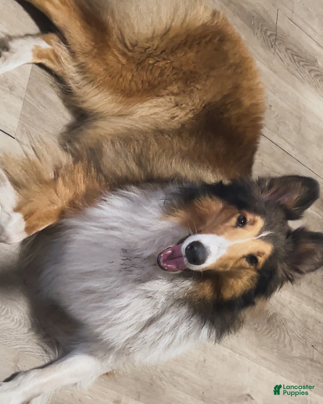 Collie dogs for sale: Muffler - Ad 2