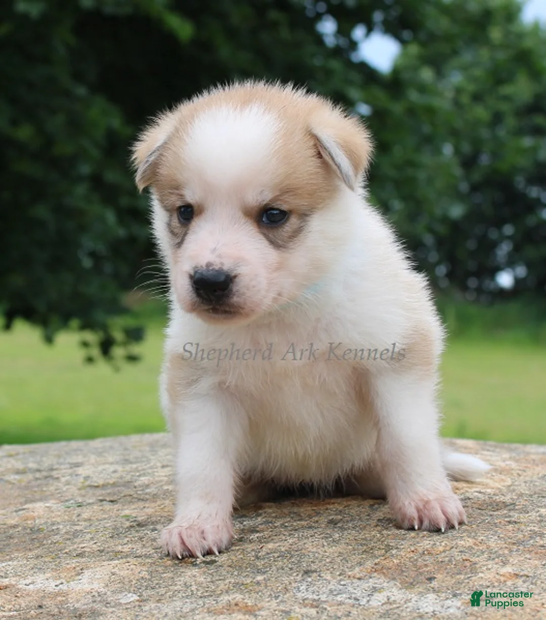 Gerberian Shepsky dogs for sale: Light Blue Collar Female - Ad 1