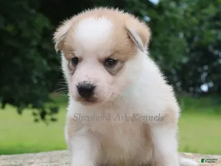 Gerberian Shepsky dogs Light Blue Collar Female - Ad 30