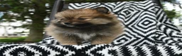 Pomeranian dogs for sale: Crescent - Ad 3