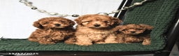 Toy Poodle dogs for sale: Flora    - Ad 5