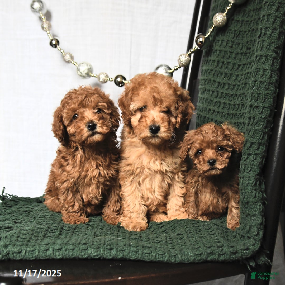 Toy Poodle dogs for sale: Flora    - Ad 5