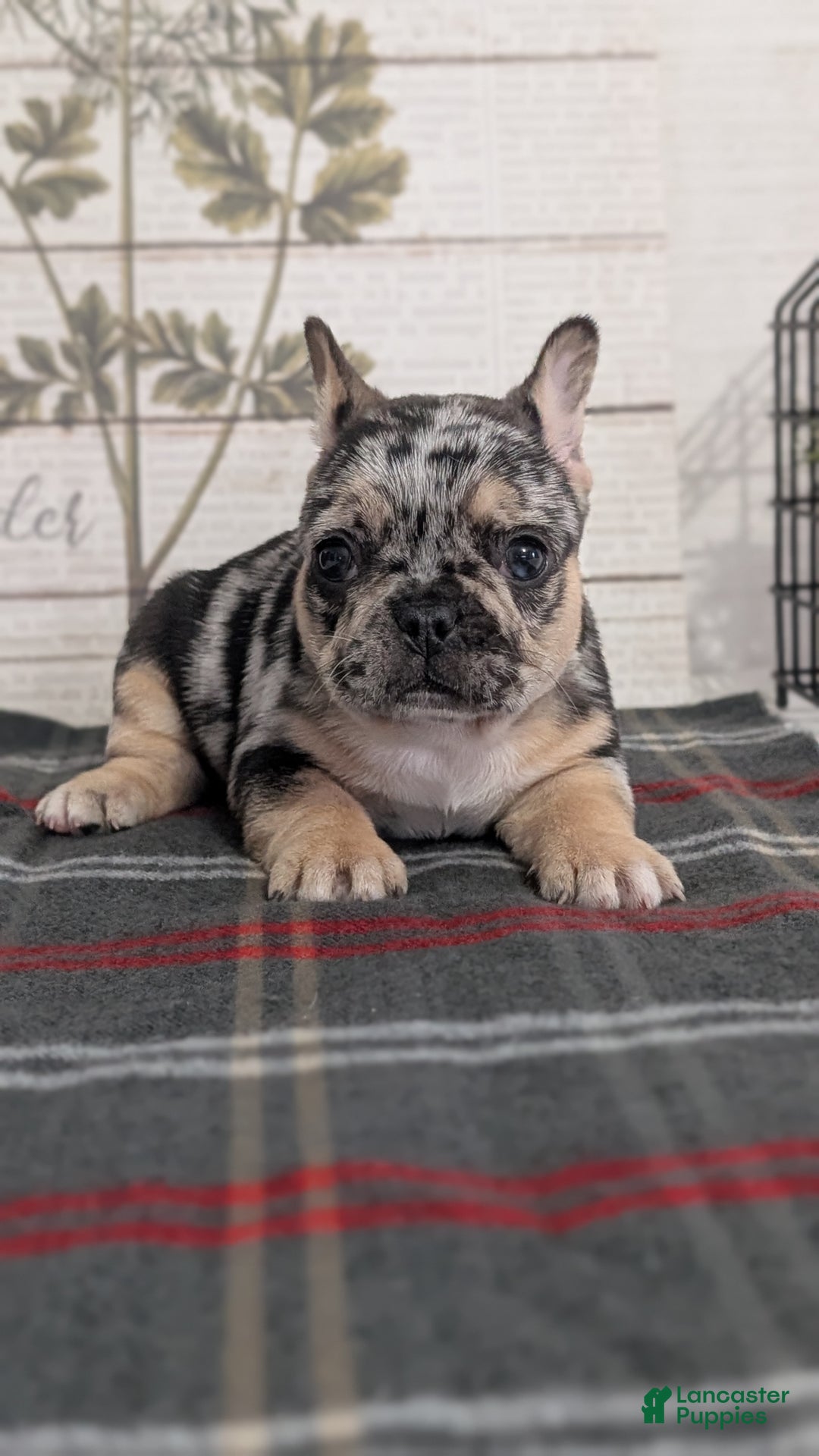 French Bulldog dogs for sale: Shiloh - Ad 14
