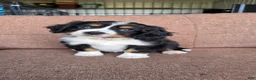 Miniature Bernese Mountain Dog dogs for sale: Dublin - Ad 2