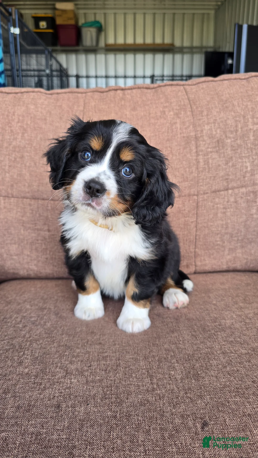 Miniature Bernese Mountain Dog dogs for sale: Dublin - Ad 2