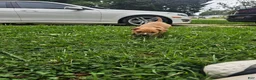 American Pit Bull Terrier dogs for sale: Rowdy - Ad 3