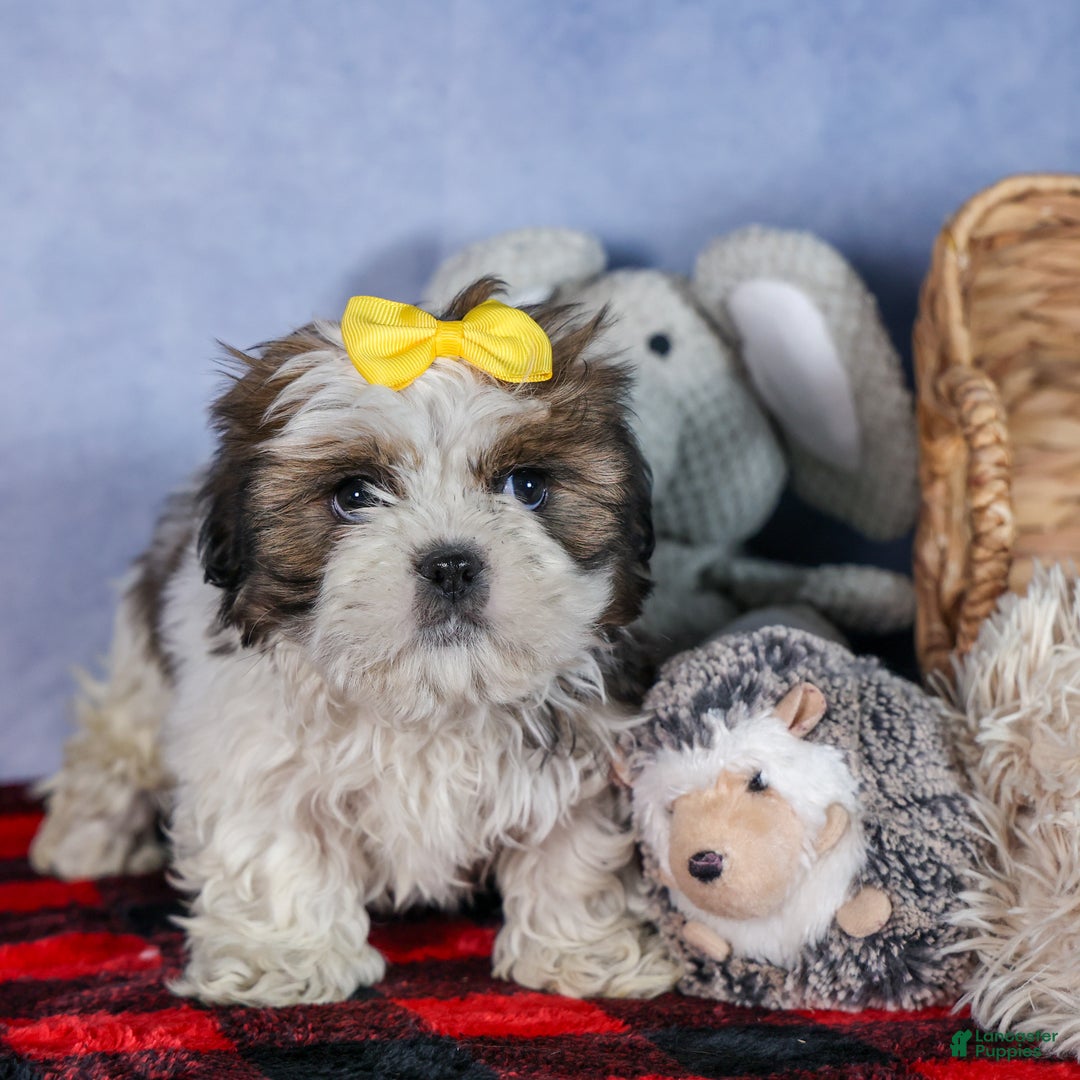 Shih Tzu dogs for sale: MICKEY - Ad 8