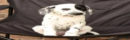 Dalmatian dogs for sale: Ellie - Ad 9