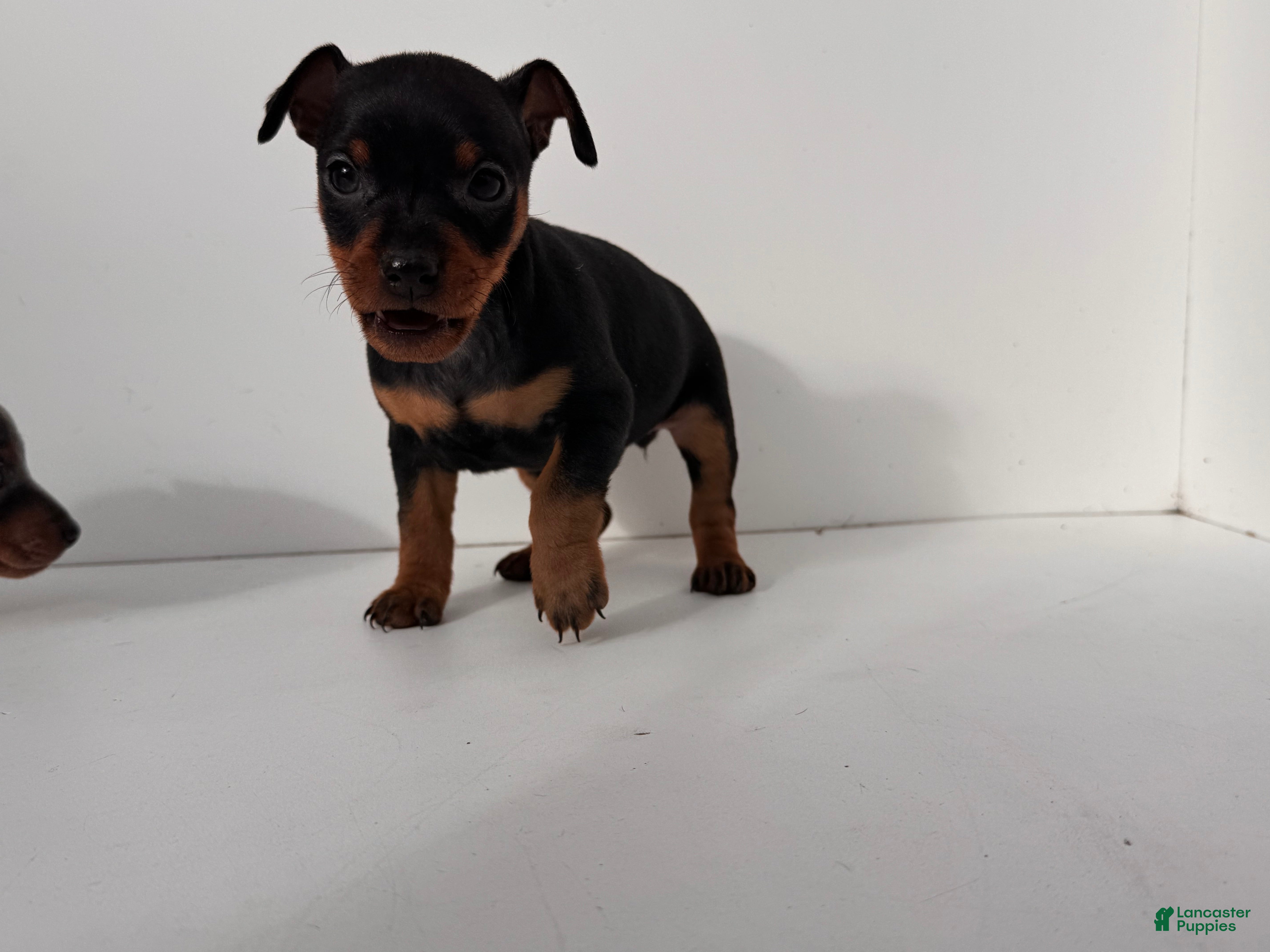 Miniature Pinscher dogs Darling - Ad 27