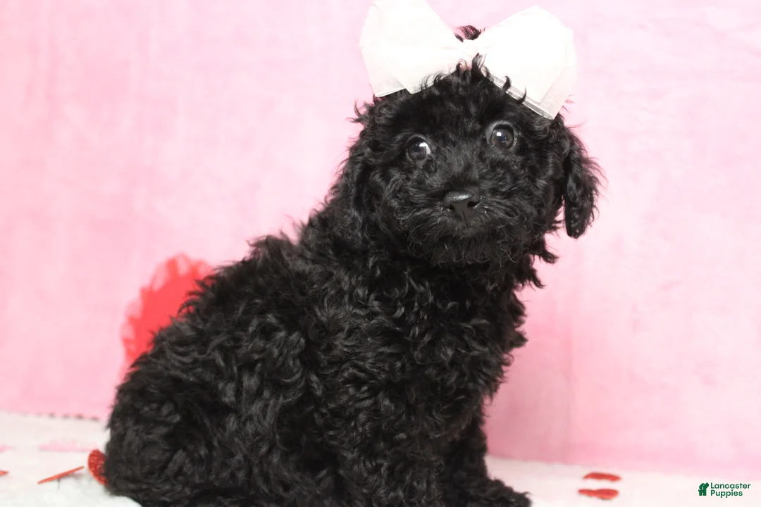 Toy Poodle dogs for sale: Onyx - Ad 6