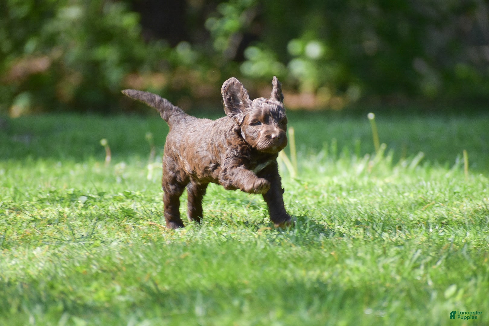 Portuguese Water Dog dogs Madelyn - Ad 2