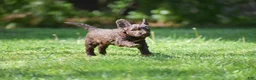 Portuguese Water Dog dogs for sale: Madelyn - Ad 1