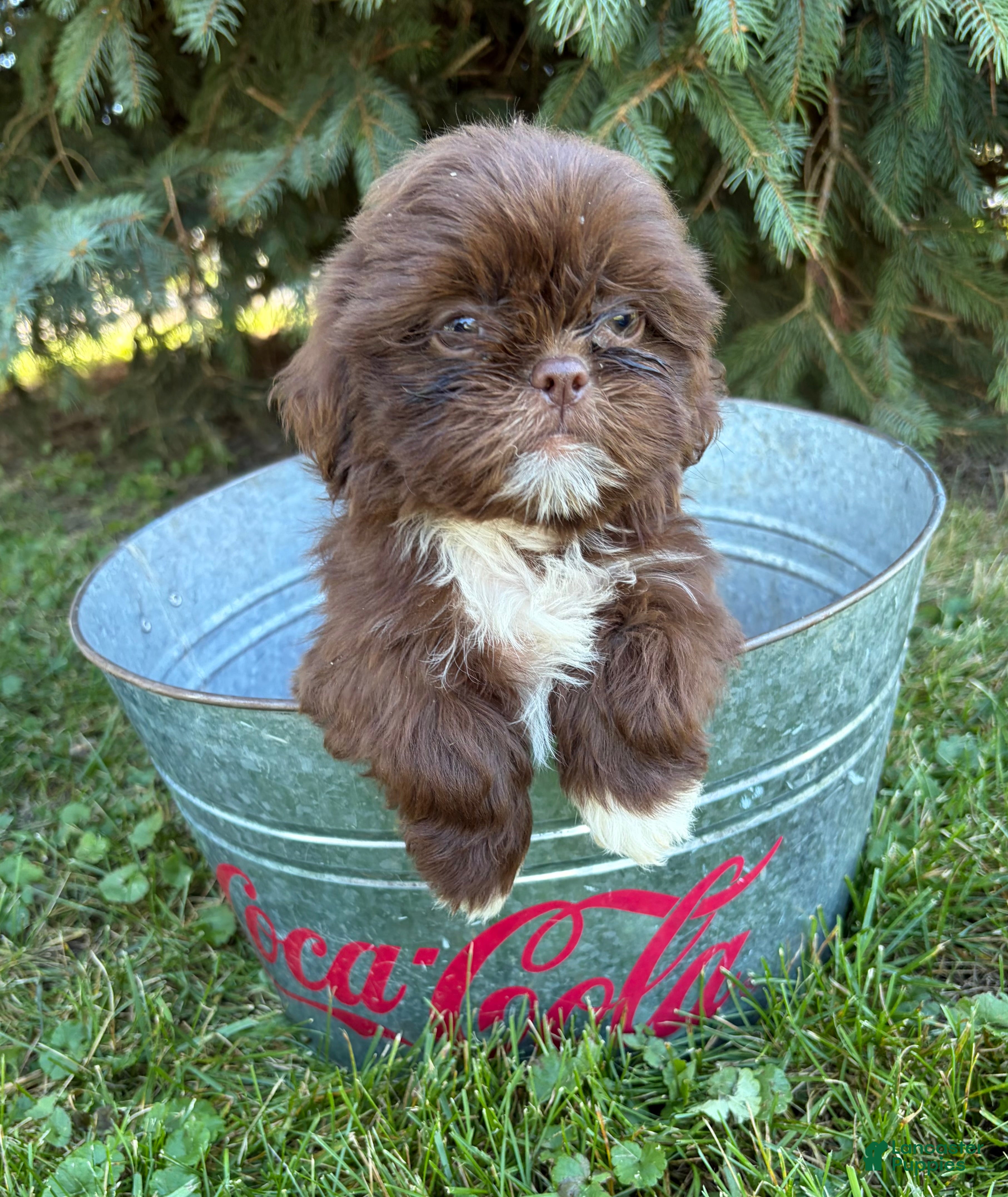 Shih Tzu dogs Lucy - Ad 1