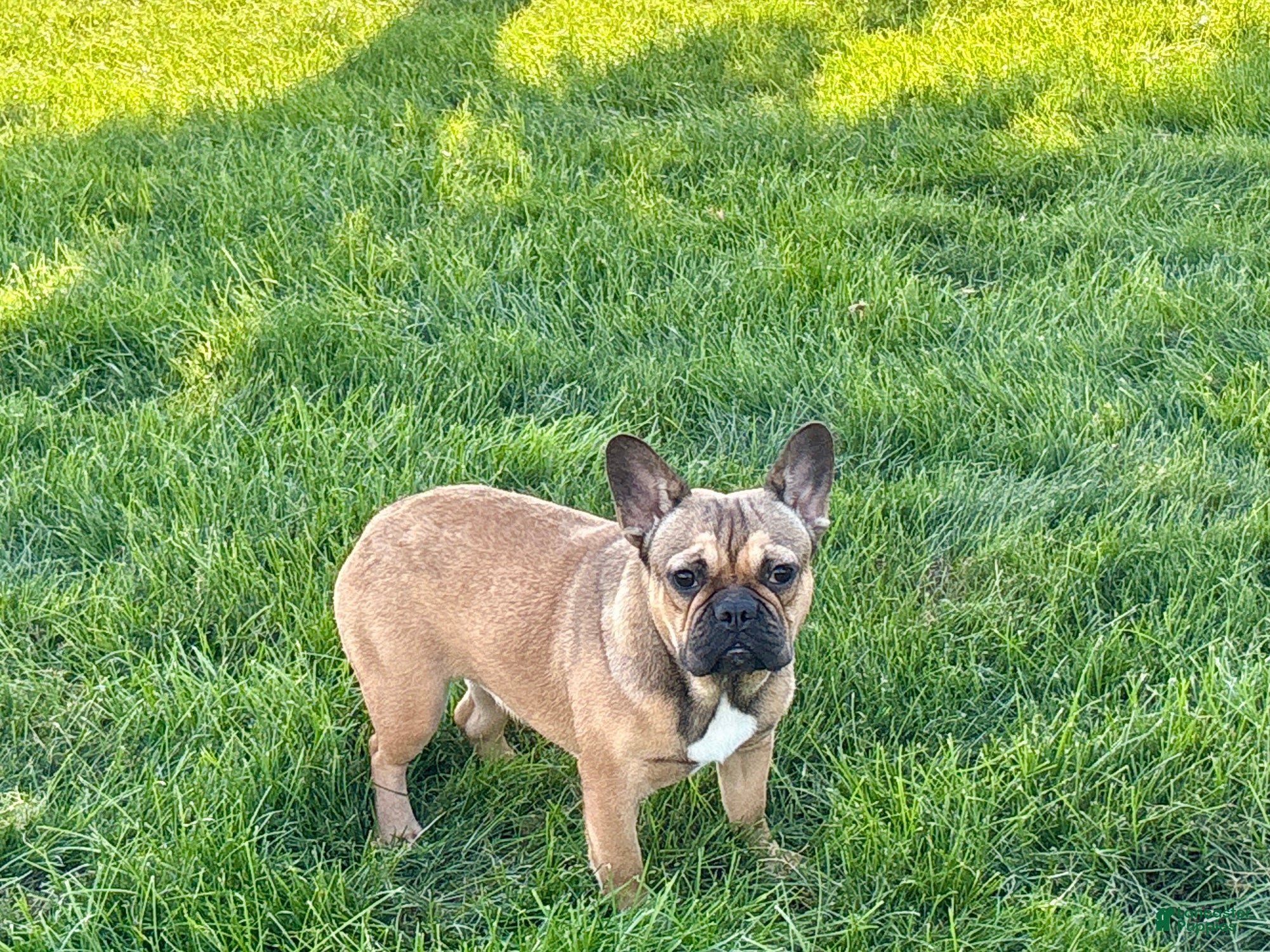 French Bulldog dogs French Bulldog Puppy 4 - Ad 1