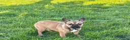French Bulldog dogs for sale: French Bulldog Puppy 4 - Ad 1