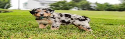 Aussiedoodle dogs for sale: Brooke Standard Sized - Ad 3