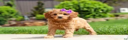 Cavapoo dogs for sale: Poppy - Ad 6