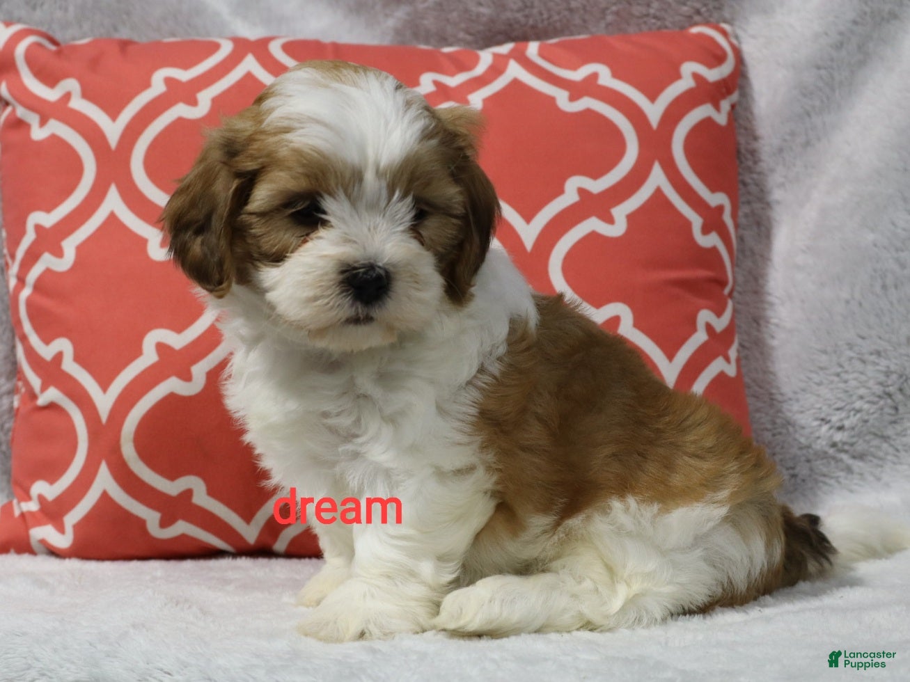 Shihpoo dogs Esne - Ad 2