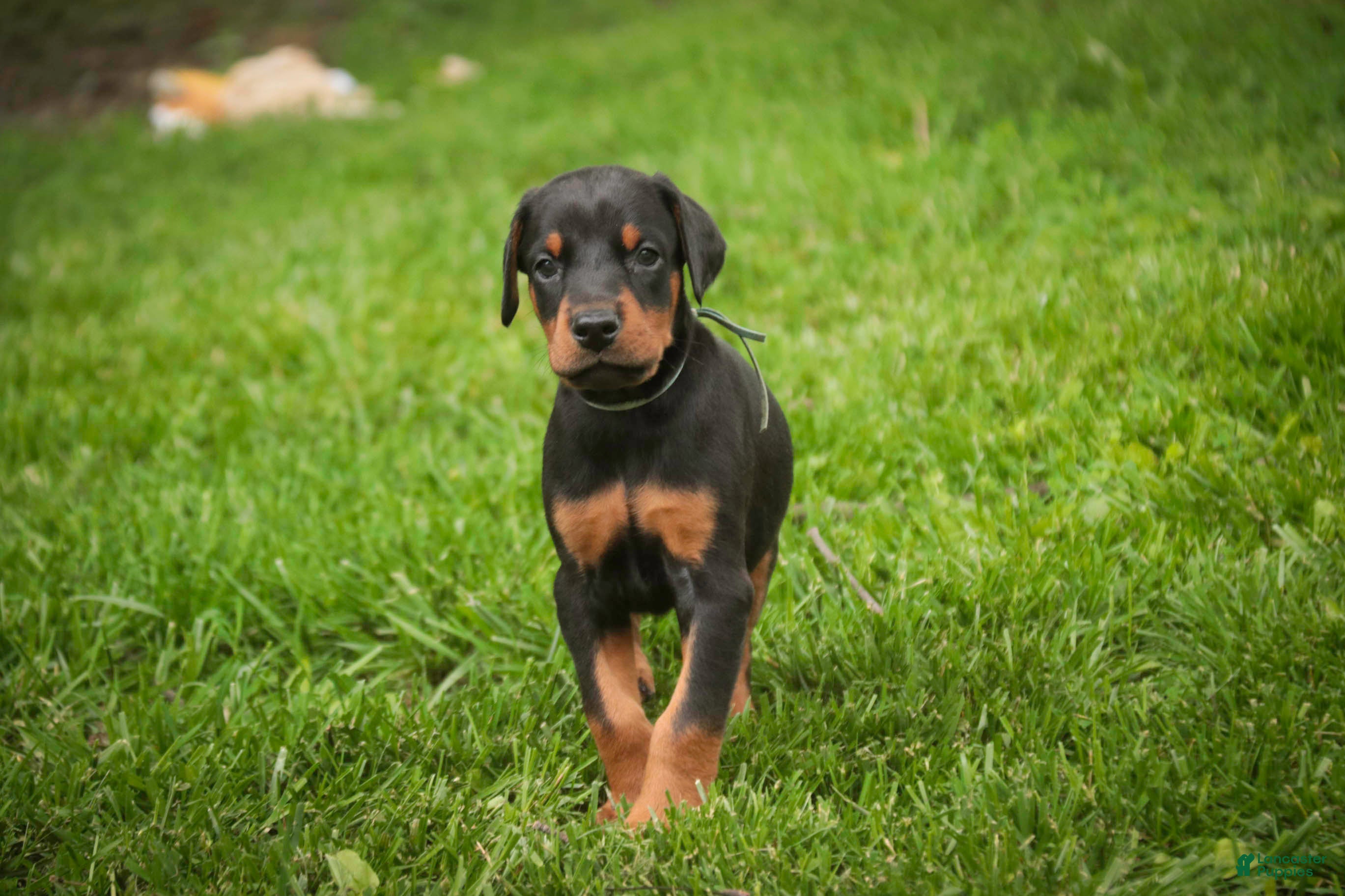 Doberman Pinscher dogs for sale: Cedric - Ad 7