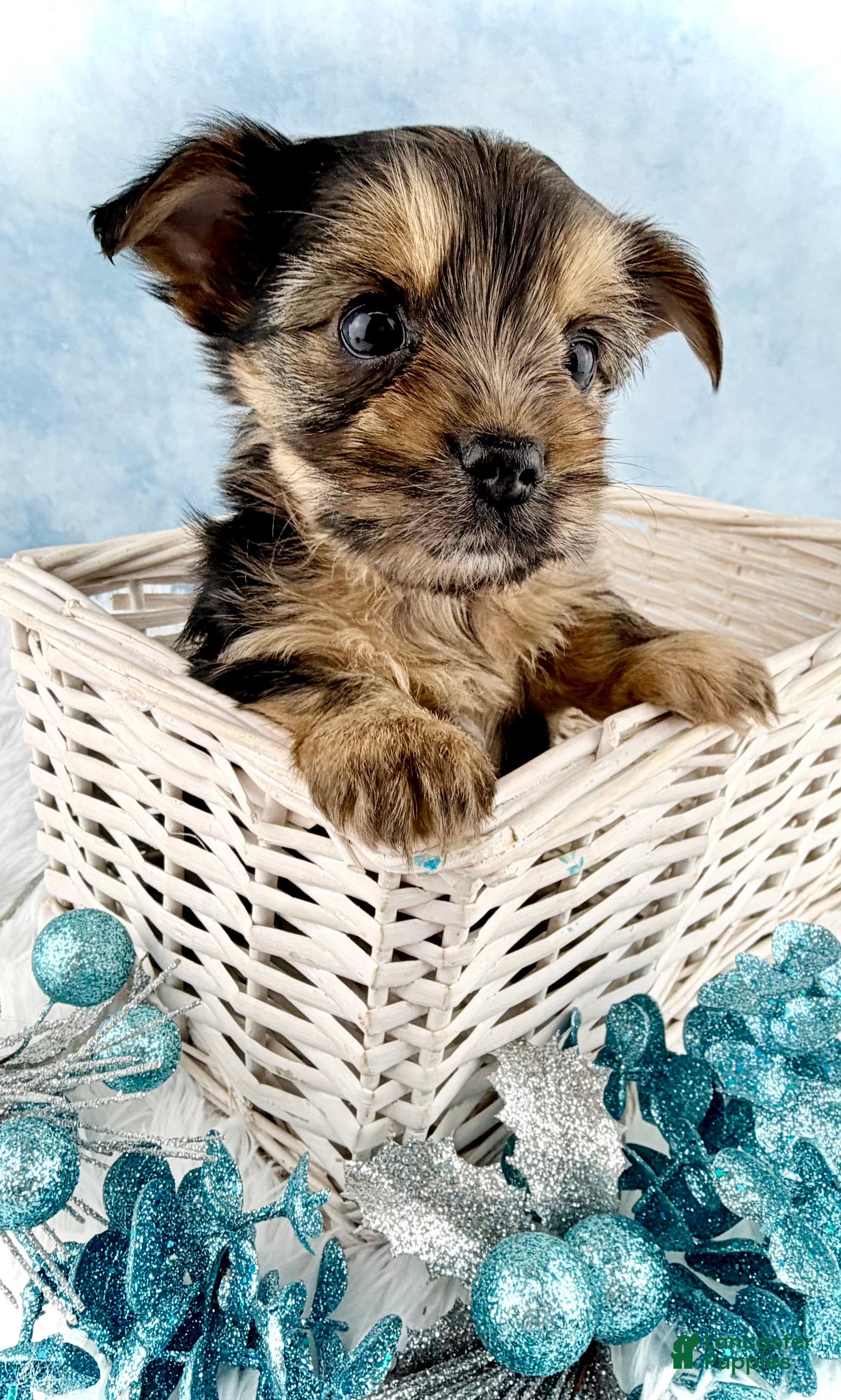 Yorkshire Terrier dogs Gizmo - Ad 8