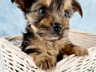 Yorkshire Terrier dogs Gizmo - Ad 12