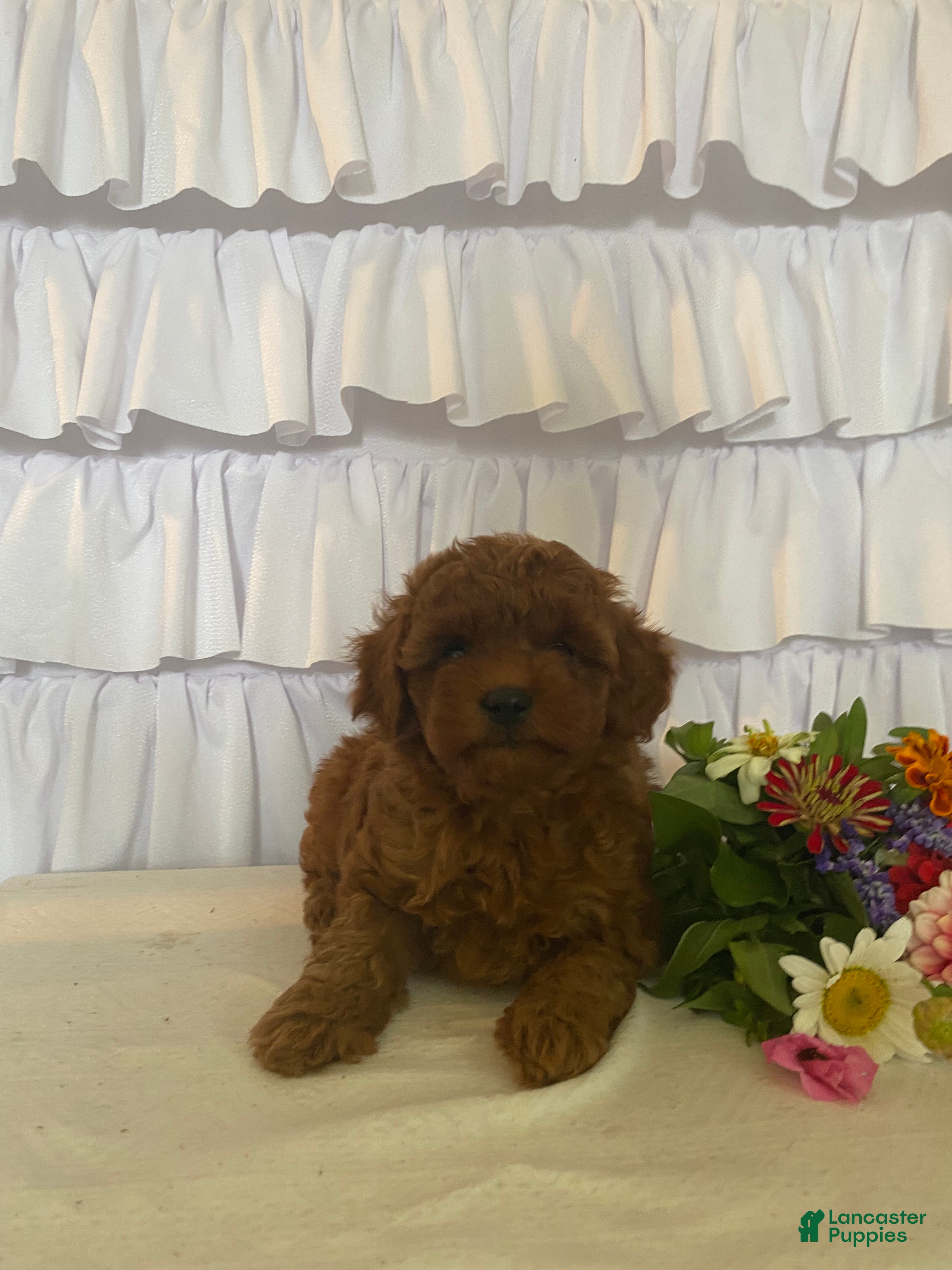 Miniature Poodle dogs Joy - Ad 1