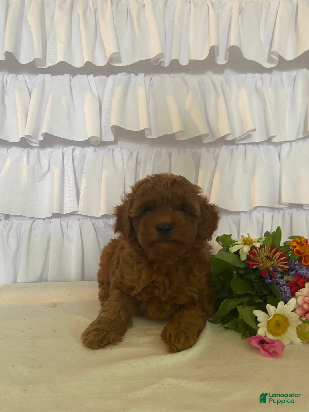 Miniature Poodle dogs for sale: Joy - Ad 1