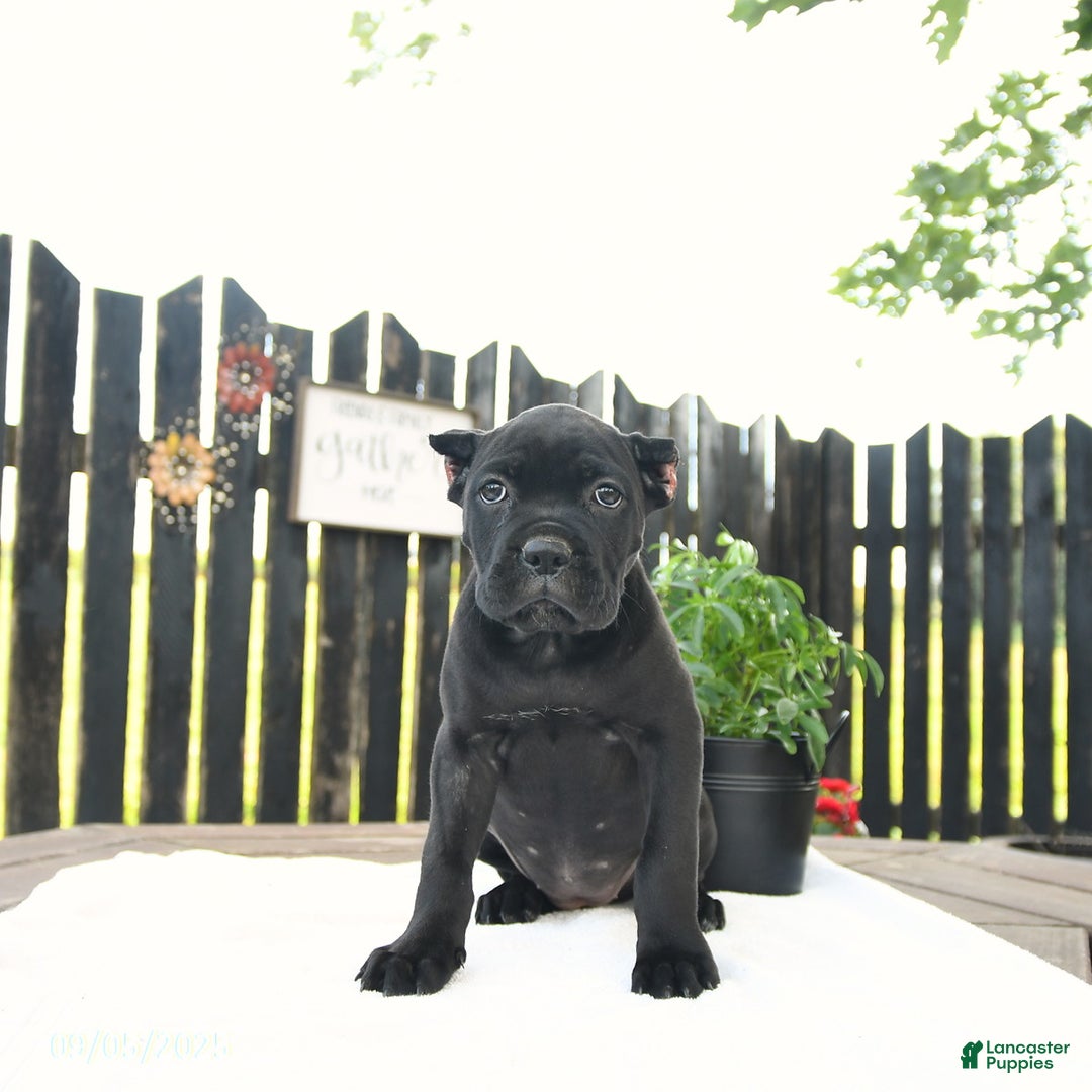 Cane Corso dogs for sale: Molly - Ad 10