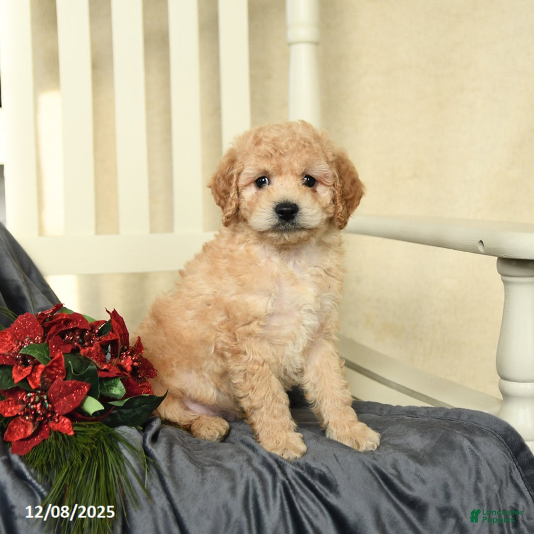 Cavapoo dogs for sale: Curly - Ad 2