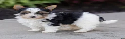 Biewer Terrier dogs for sale: Bennie Biewer Terrier  - Ad 3