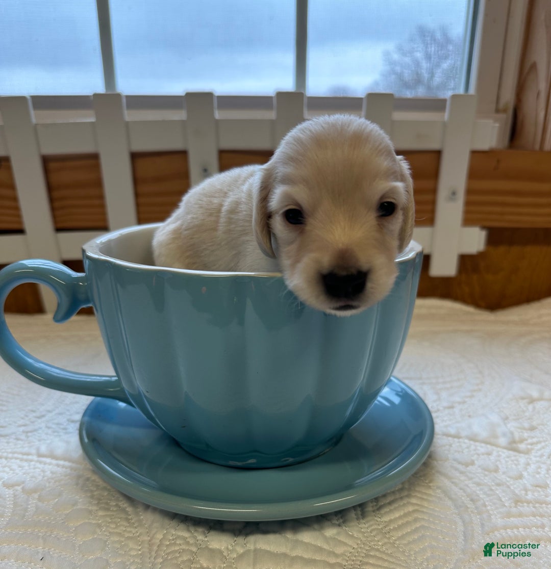 Miniature Dachshund dogs for sale: Levi - Ad 6