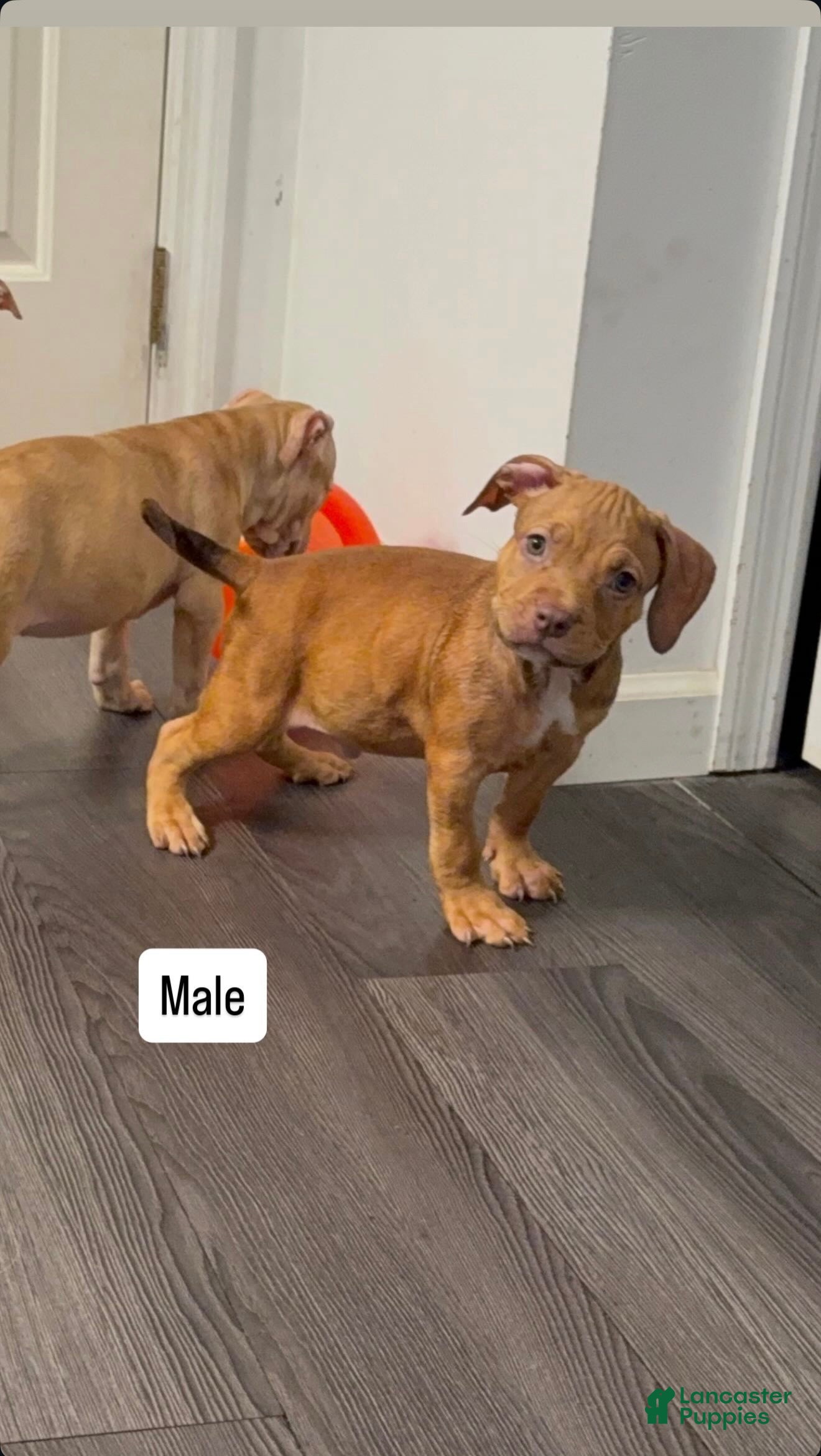 American Pit Bull Terrier dogs American Pit Bull Terrier 3 - Ad 25