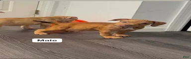 American Pit Bull Terrier 3