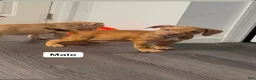 American Pit Bull Terrier dogs for sale: American Pit Bull Terrier 3 - Ad 1