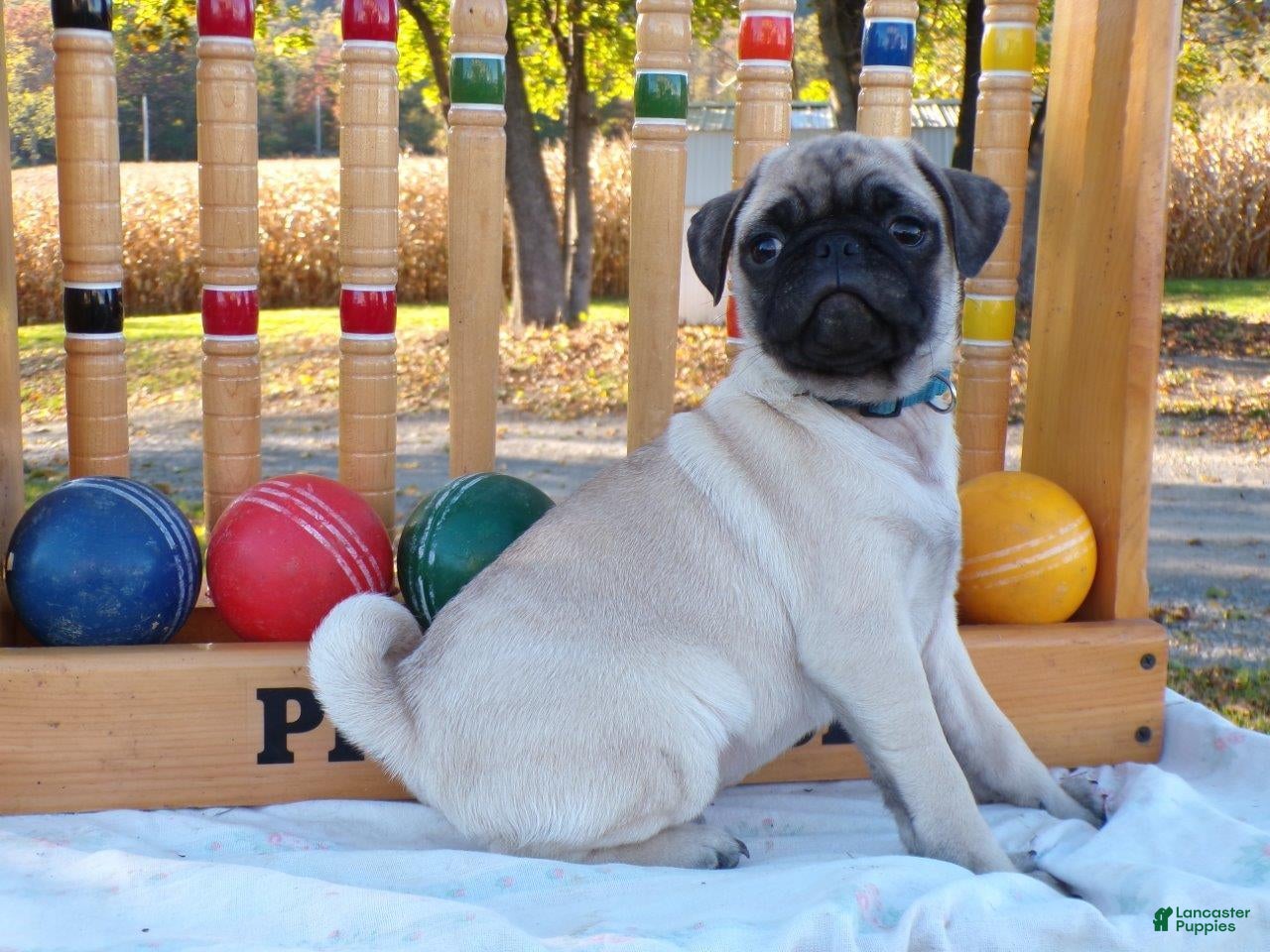 Pug dogs for sale: Dusty - Ad 1