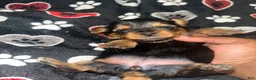 Yorkiepoo dogs for sale: Sweetie pie  - Ad 2