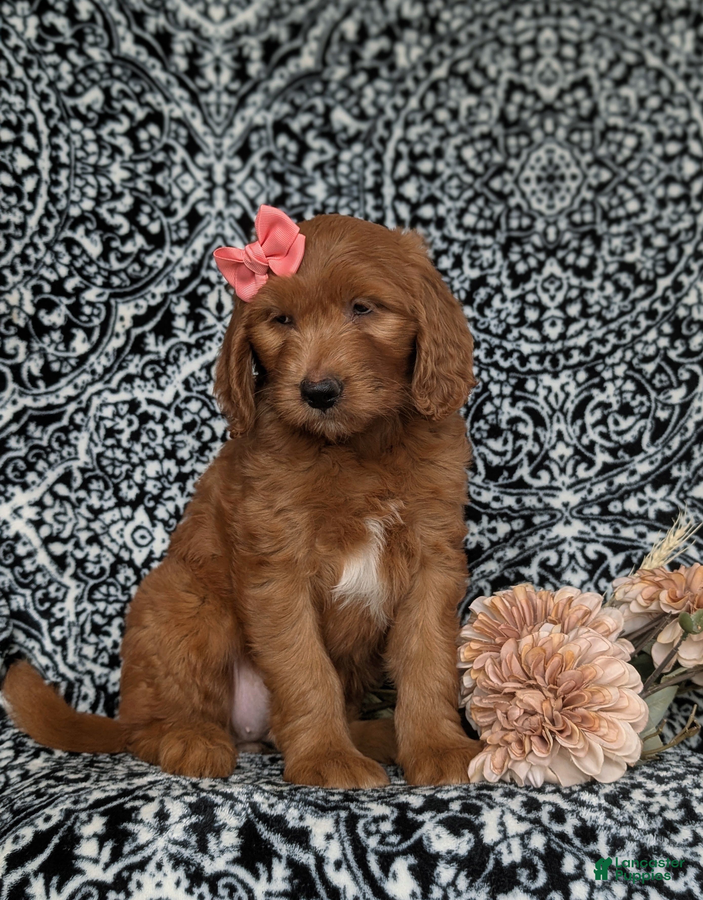 Goldendoodle dogs Wanda - Ad 2