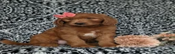 Goldendoodle dogs for sale: Wanda - Ad 2