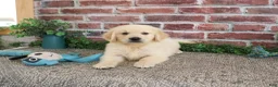 Golden Retriever dogs for sale: Gilbert - Ad 10