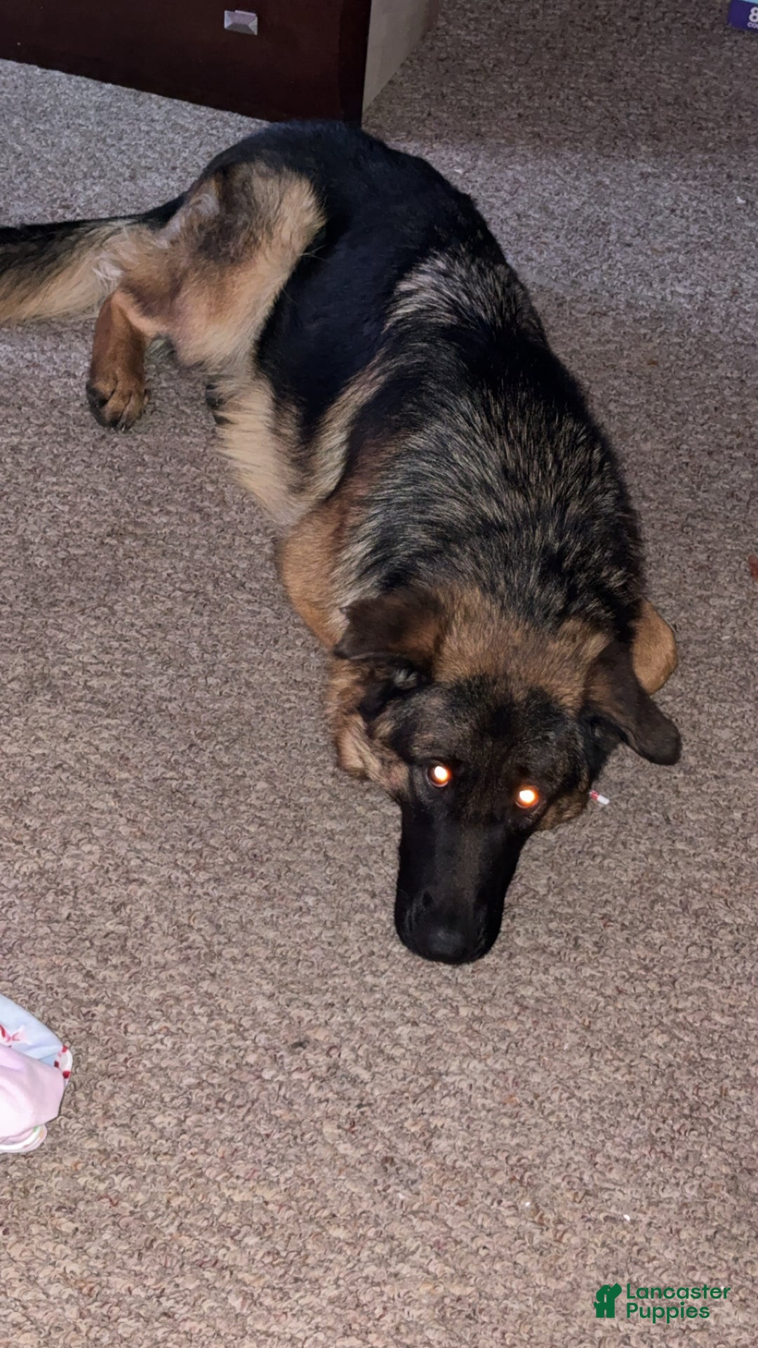 German Shepherd dogs for sale: German Shepherd Puppy 1 - Ad 4