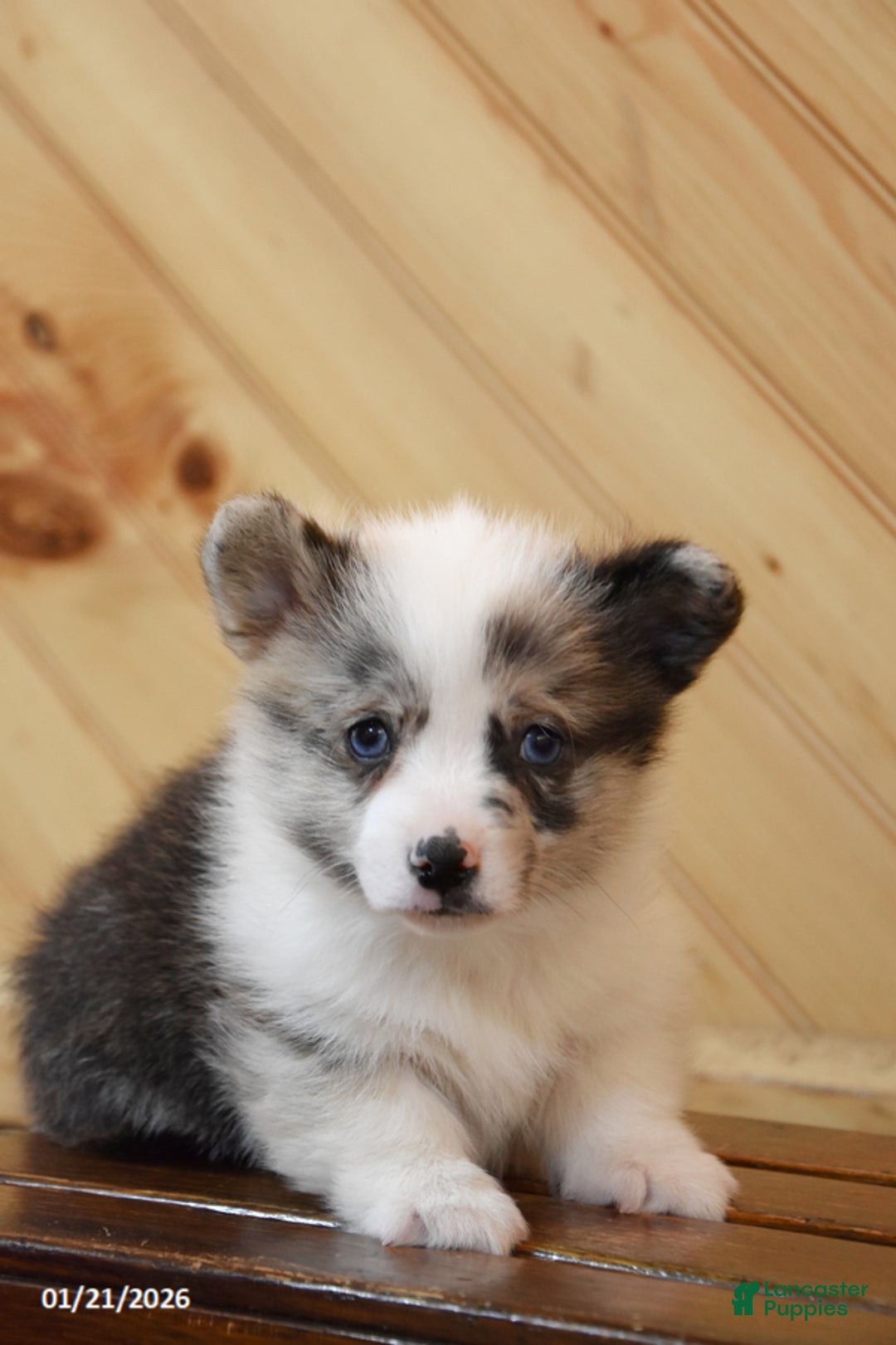 Welsh Corgi Pembroke dogs for sale: Sweets - Ad 1