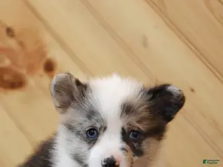 Welsh Corgi Pembroke dogs Sweets - Ad 31