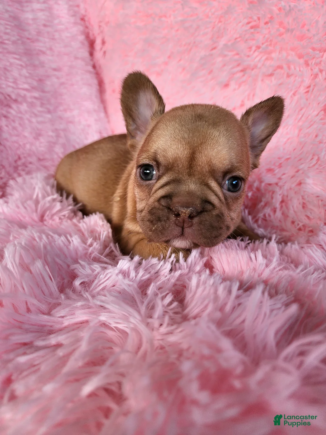 French Bulldog dogs for sale: Molly - Ad 1