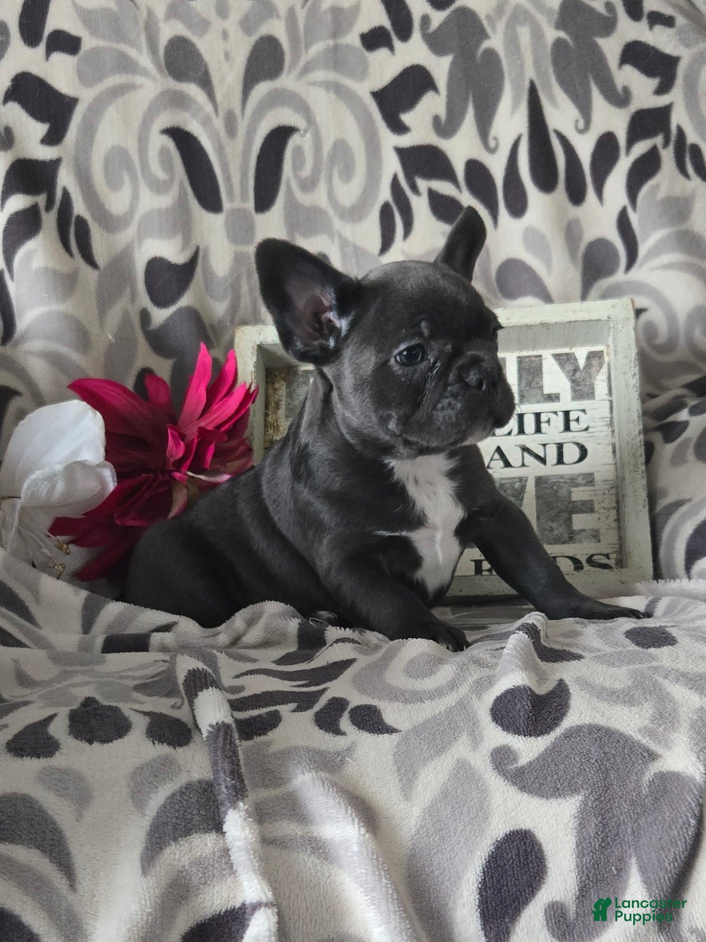 Frenchton dogs Violet - Ad 1