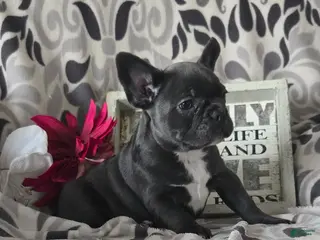 Frenchton dogs for sale: Violet - Ad 3