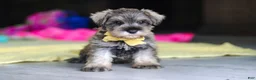 Miniature Schnauzer dogs for sale: Henry - Ad 8