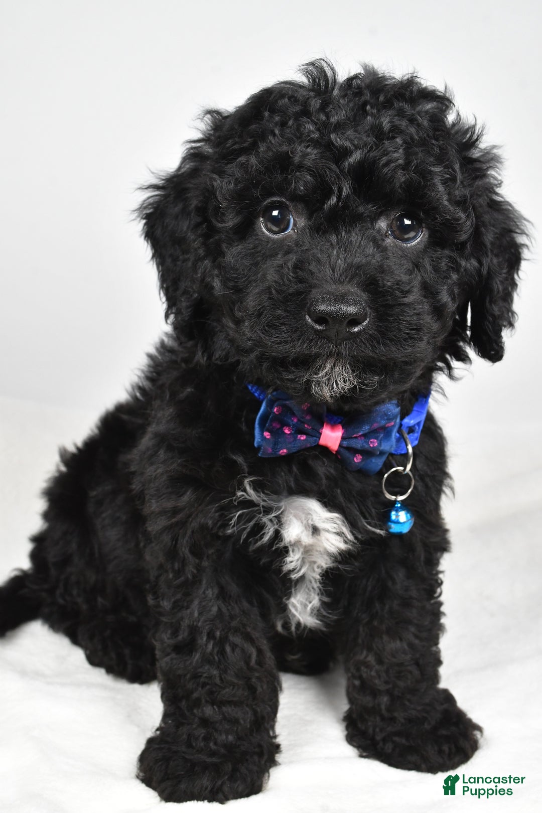 Cavapoo dogs for sale: Sterling - Ad 7