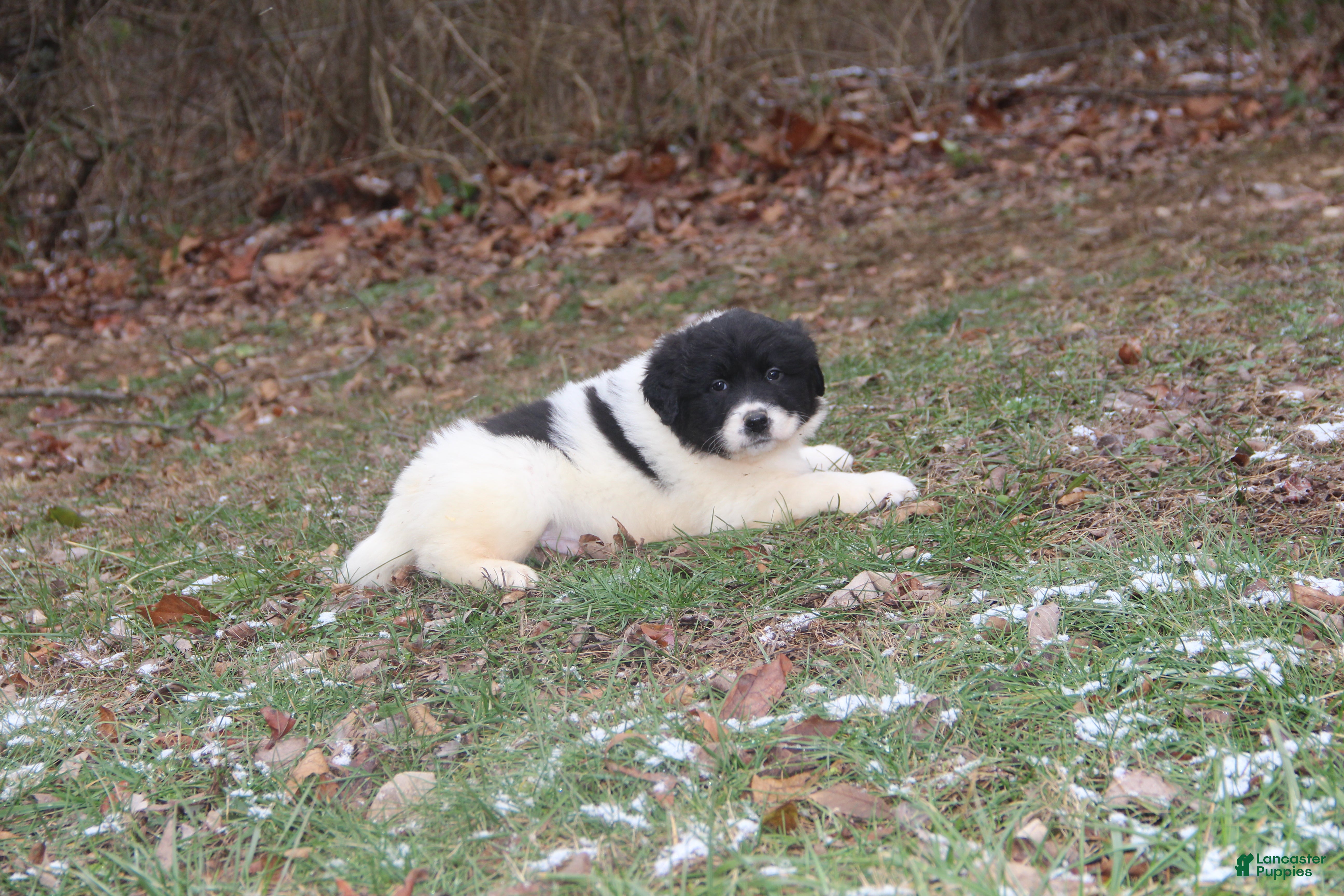 Mixed Breed dogs Mike - Ad 20