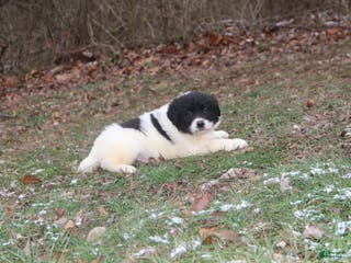 Mixed Breed dogs Mike - Ad 21