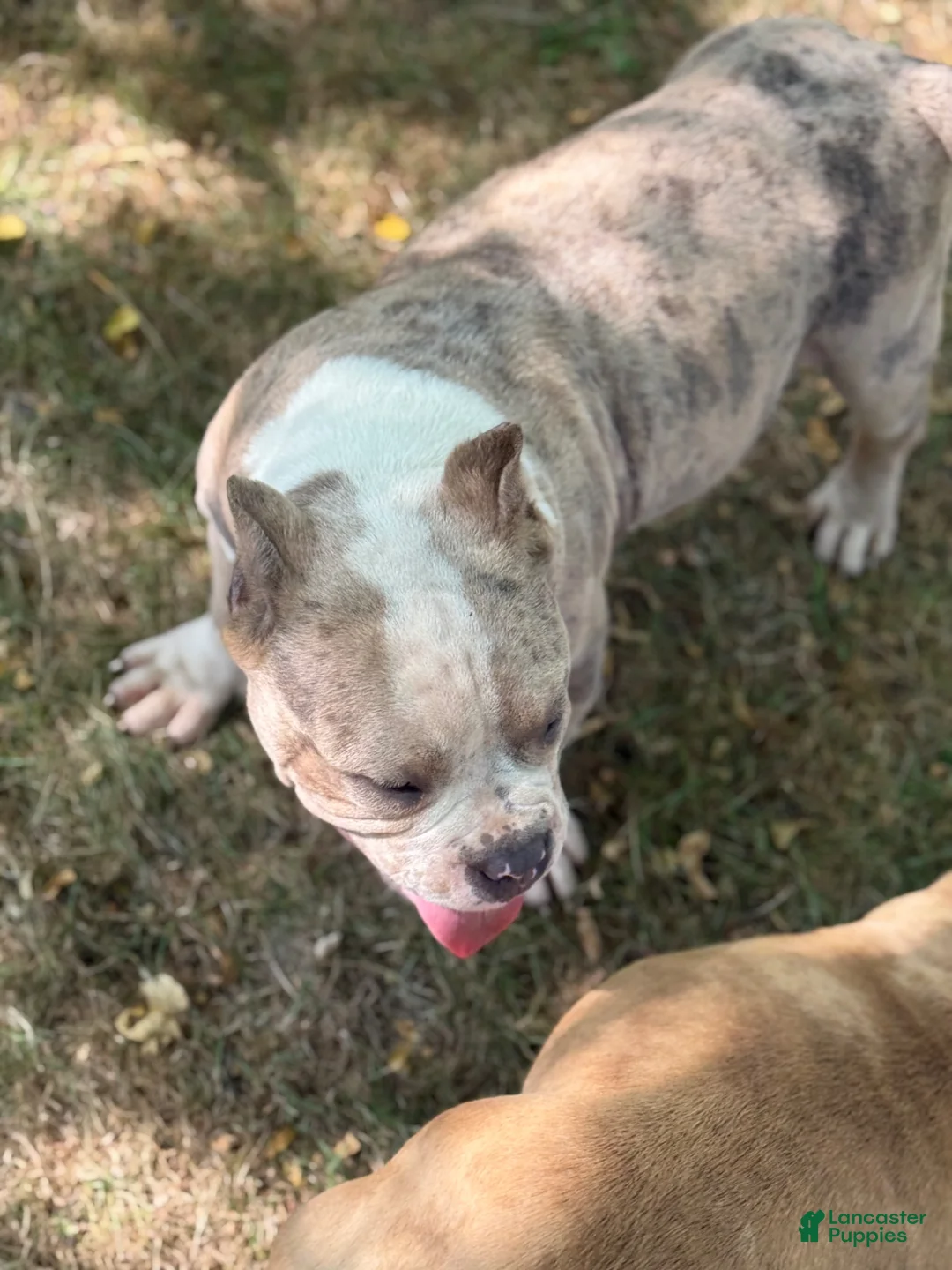 American Bully dogs for sale: Tyson - Ad 2